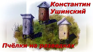 Пчёлки на разведках. К. Ушинский.