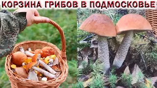 ❗БЕЛЫЕ ГРИБЫ И ПОДОСИНОВИКИ В ЛЕСАХ  ПОДМОСКОВЬЯ.🍄КОРЗИНА ГРИБОВ