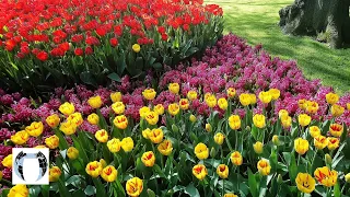 Keukenhof The Netherlands: MICHAL MALACHOVSKÝ