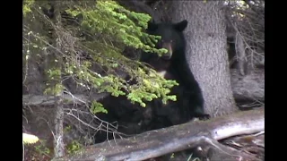 3 Nursing Black Bear Cubs