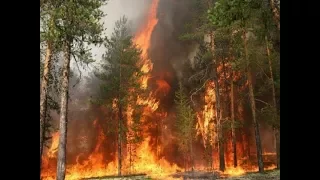 ГорІла мівіна палала