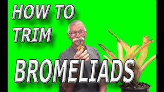How To Trim Bromeliads!