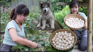 Beautiful nature, mountain farms. Harvest eggplants and pick up chicken eggs to sell at the market