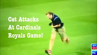 CAT RUNS ON FIELD AND SCRATCHES STADIUM ATTENDANT RIGHT BEFORE YADIER MOLINA GRAND SLAM CARDINALS