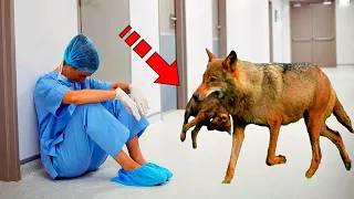 The wolf laid a small animal at the surgeon's feet, hoping for an operation. The doctor cried!