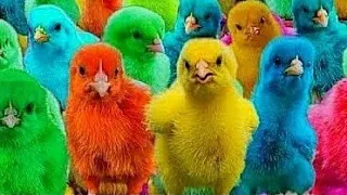 Catch Cute Chickens, Colorful Chickens, Rainbow Chickens, Rabbits, Ducks, Cute Animals 🐤🐥🐣#72