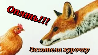 Ловушка для лисицы _ Поймали пятую лису