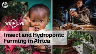 Insect and Hydroponic Farming in Africa: The New Circular Food Economy