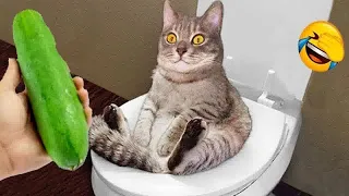 I would die laughing for these FUNNIEST Cats 😍Funniest Cat Reaction😻🐕‍🦺#7