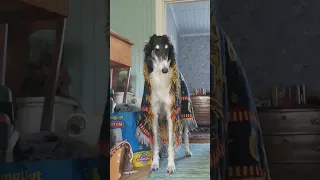 the wizard borzoi