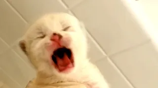 Newborn kitten yells because of constipation