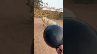 أسود تخاف من بالونة ما سبب في نظركم 🫣Lions are afraid of a balloon