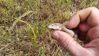 Прыткая ящерица (Lacerta agilis)