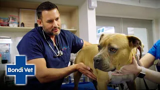 Dog's Life In Danger After Stomach Blows Up Like A Basketball | Full Episode | E30 | Bondi Vet