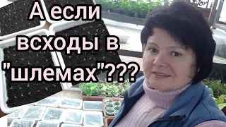 Семена взошли! А дальше...🤔