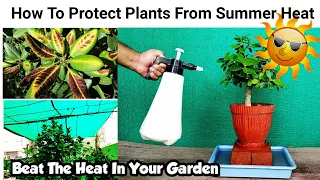 How To Protect Plants In Summer ~ 7 Tips To For Summer Gardening And Care ~ Save Dying Plant