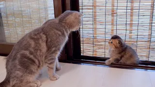 A naughty kitten who listens to what her mother tells her is so cute.