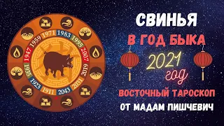 СВИНЬЯ в год БЫКА 2021. Восточный тароскоп