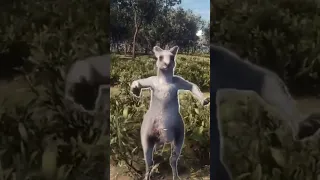 PUNCHED in the FACE by a KANGAROO!!! - Call of the Wild #shorts