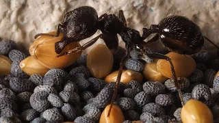муравьи структуры - MESSOR STRUCTOR обзор муравьёв