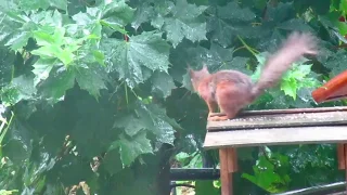 Squirrel and rain