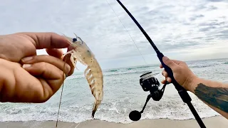 Beach Fishing With LIVE Shrimp! (Nice Trick For Bigger Fish)