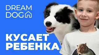 Кусает ребенка 🐶 Как отучить собаку кусать детей 🐩 Приучить щенка не прыгать, нападать на малыша 🐕