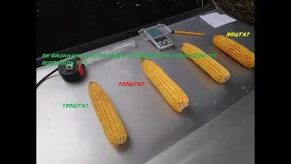 Як визначити майбутню урожайність🌽🌽 кукурудзи? Відповідь тут⬇