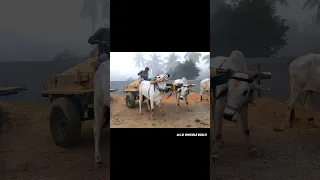 heavy sand load pulling milk teeth bulls | Ongole bulls | powerful Ongole gittalu.