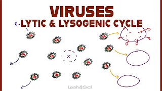 Lytic and Lysogenic Cycles of Virus Replication