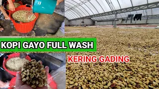 proses kopi arabika gayo fully wash atau kering gading