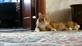 Кот ушёл / cat gone  ПОЛНЫЙ СБОРНИК !!!