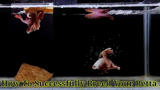 Betta Fish Breeding Step By Step | How To Breed Betta Fish