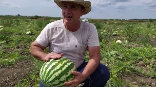 HOW TO 100% CHOOSE THE PERFECT, RIPE AND HIGH-QUALITY WATERMELON, what you need to pay attention to.