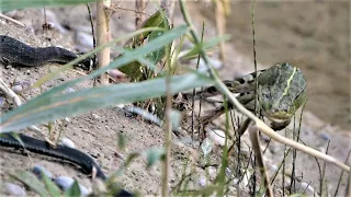 Frog fights for his life against grass snake / Frosch kämpft gegen Ringelnatter um sein Leben