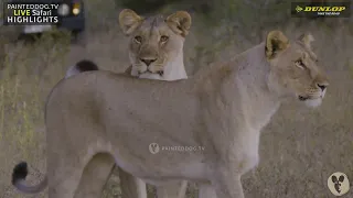 Lion Pride Reunites After Being Separated