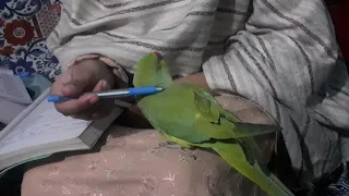 Look who is here funny parrot video😆😆🦜🦜