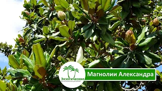 Магнолии Александра (Magnolia grandiflora «Little Gem»)