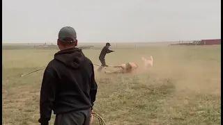 Как Монголы объезжают лошадей.