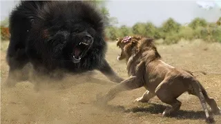 Mr T's Final Fight & 45 Craziest Moments A Lion Fights To The Death