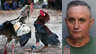 Desmantelan red de peleas de gallos en el suroeste de Miami-Dade