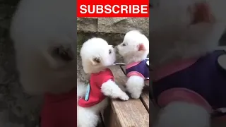 ♥️cute and funny pomeranian videos|92|#shorts#viral #cuteandfunnypuppy #cuteandfunnypuppies #animals