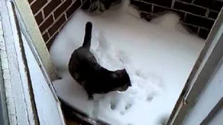 Cat Tisha - впервые в жизни видит снег (for the first time sees snow)