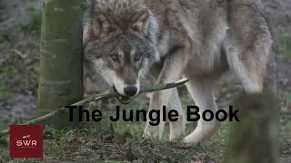 Audiobook Jungle Book Chapter 1 Ep2 by Rudyard Kipling: Learn English. storytelling