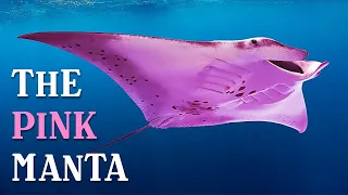 Scientists Found out Why This Manta Ray is Pink + 7 Other Animals Only Find In Australia