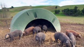 Longbush Free Range Pork