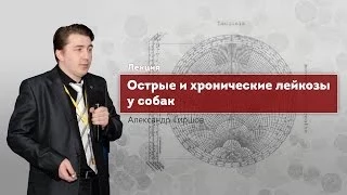 Острые и хронические лейкозы у собак. Lymphoid Leucosis