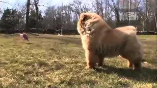 Dogs 101  Chow Chow