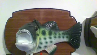 The Rainbow Trout (Straight Wood Rockin' Singing Bass Variant)