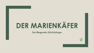 Der Marienkäfer einfach und kurz erklärt